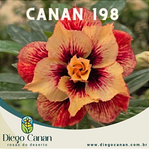 Enxerto CANAN 198 PERFUMADA