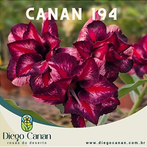 Enxerto CANAN 194 PERFUMADA