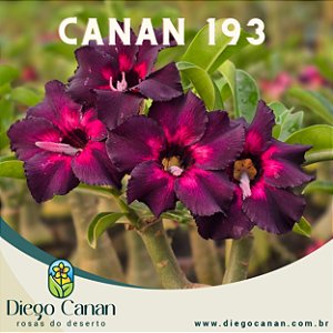 Enxerto CANAN 193 PERFUMADA