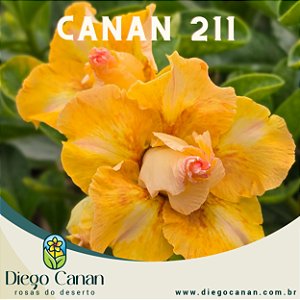 Enxerto CANAN 211 PERFUMADA