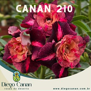 Enxerto CANAN 210 PERFUMADA