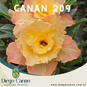 Enxerto CANAN 209 PERFUMADA