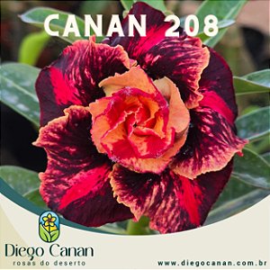 Enxerto CANAN 208 PERFUMADA