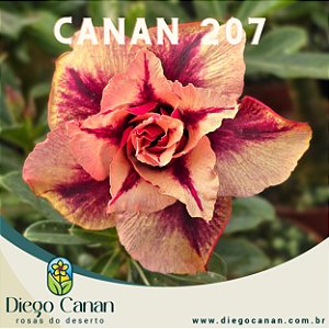 Enxerto CANAN 207 PERFUMADA