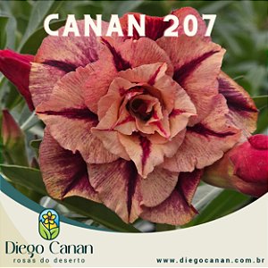 Enxerto CANAN 207 PERFUMADA