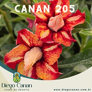 Enxerto CANAN 205 PERFUMADA