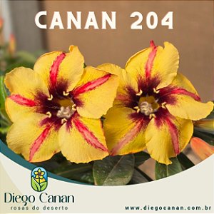 Enxerto CANAN 204 PERFUMADA