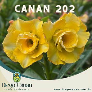 Enxerto CANAN 202 PERFUMADA