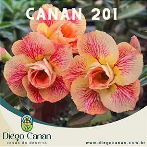 Enxerto CANAN 201 PERFUMADA