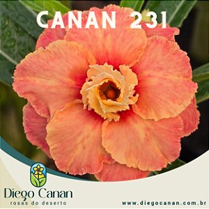 Enxerto CANAN 231 PERFUMADA