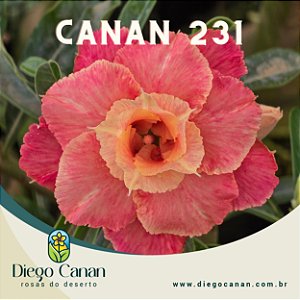 Enxerto CANAN 231 PERFUMADA