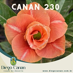 Enxerto CANAN 230 PERFUMADA