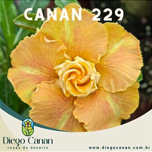 Enxerto CANAN 229 PERFUMADA