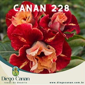 Enxerto CANAN 228 PERFUMADA