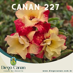 Enxerto CANAN 227 PERFUMADA