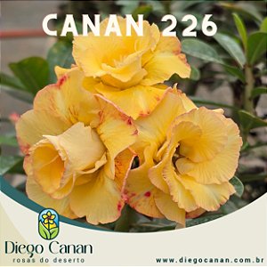 Enxerto CANAN 226 PERFUMADA