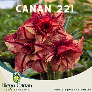 Enxerto CANAN 221 PERFUMADA