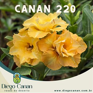 Enxerto CANAN 220 PERFUMADA