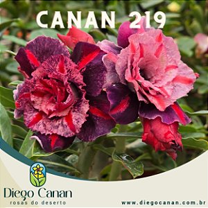 Enxerto CANAN 219 PERFUMADA