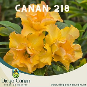 Enxerto CANAN 218 PERFUMADA