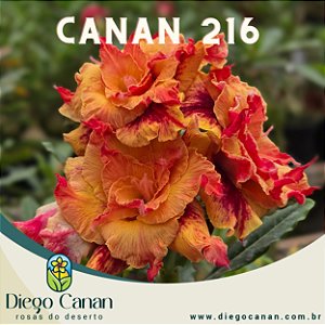 Enxerto CANAN 216 PERFUMADA