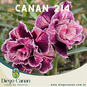 Enxerto CANAN 214 PERFUMADA