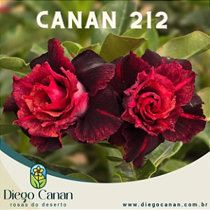 Enxerto CANAN 212 PERFUMADA
