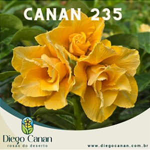 Enxerto CANAN 235 PERFUMADA