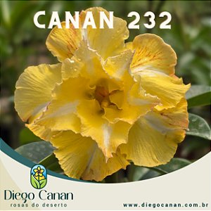Enxerto CANAN 232 PERFUMADA