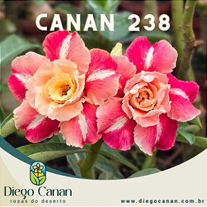 Enxerto CANAN 238 PERFUMADA