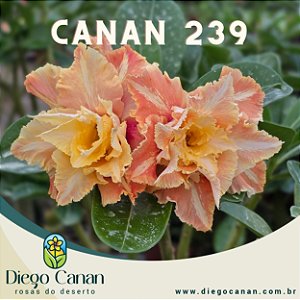 Enxerto CANAN 239 PERFUMADA