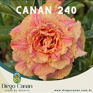 Enxerto CANAN 240 PERFUMADA
