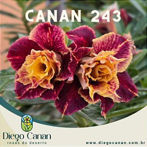 Enxerto CANAN 243 PERFUMADA