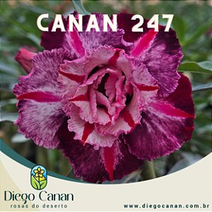 Enxerto CANAN 247 PERFUMADA