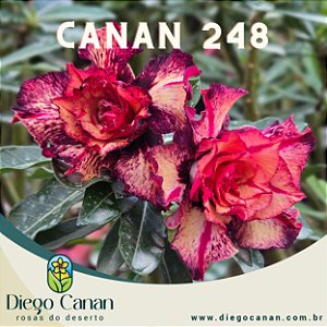Enxerto CANAN 248 PERFUMADA