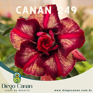 Enxerto CANAN 249 PERFUMADA