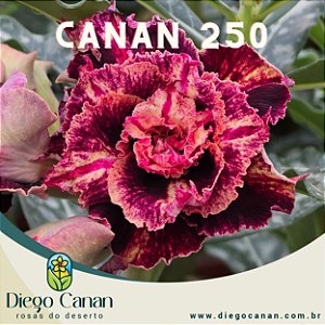 Enxerto CANAN 250 PERFUMADA