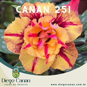 Enxerto CANAN 251 PERFUMADA