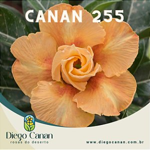 Enxerto CANAN 255 PERFUMADA
