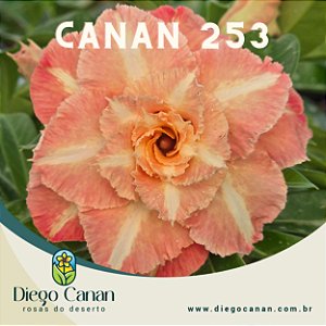 Enxerto CANAN 253 PERFUMADA