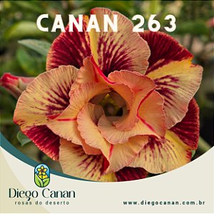Enxerto CANAN 263 PERFUMADA
