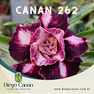 Enxerto CANAN 262 PERFUMADA