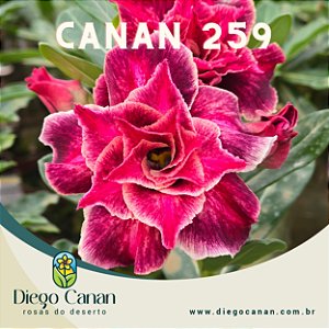 Enxerto CANAN 259 PERFUMADA