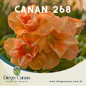 Enxerto CANAN 268 PERFUMADA