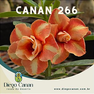 Enxerto CANAN 266 PERFUMADA