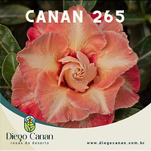 Enxerto CANAN 265 PERFUMADA