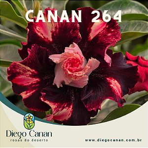 Enxerto CANAN 264 PERFUMADA