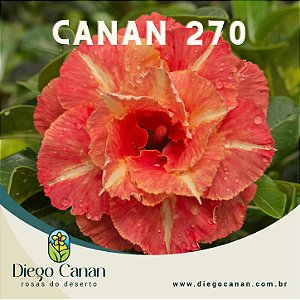 Enxerto CANAN 270 PERFUMADA