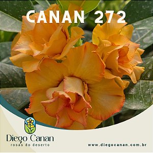 Enxerto CANAN 272 PERFUMADA