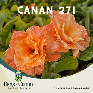 Enxerto CANAN 271 PERFUMADA